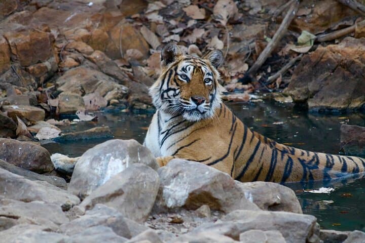 Ranthambore Day Safari from Jaipur — Jeep & Canter Wildlife Experience photo 2