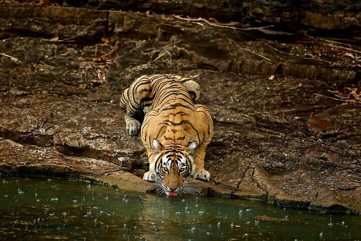 Ranthambore Day Safari from Jaipur — Jeep & Canter Wildlife Experience photo 4