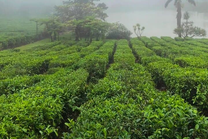 South Mauritius Rum, Lychee Wine and Tea Tasting Tour — Southern Flavors & Scenic Day Trip photo 3