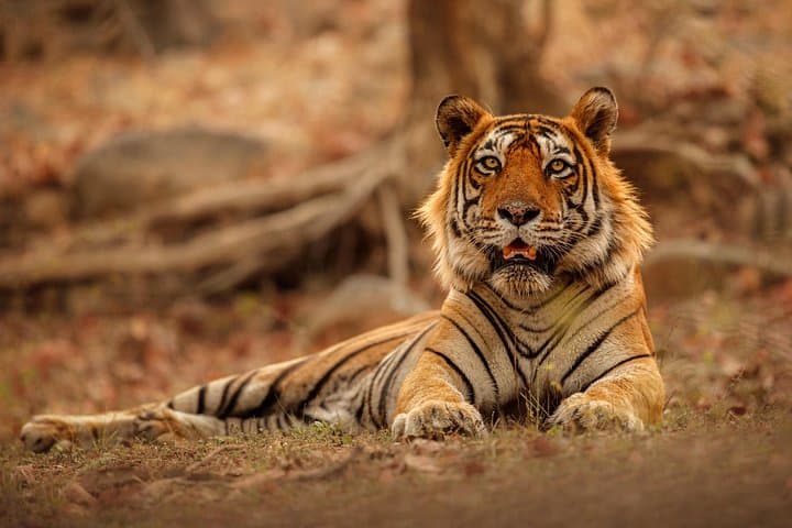 Ranthambore Day Safari from Jaipur — Jeep & Canter Wildlife Experience