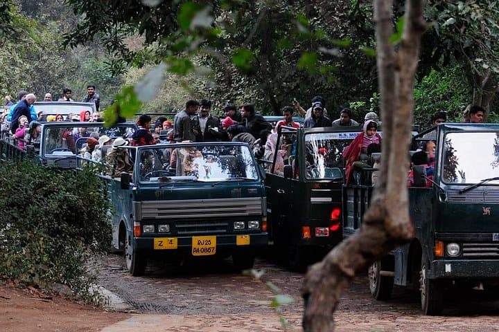 Ranthambore Day Safari from Jaipur — Jeep & Canter Wildlife Experience photo 3