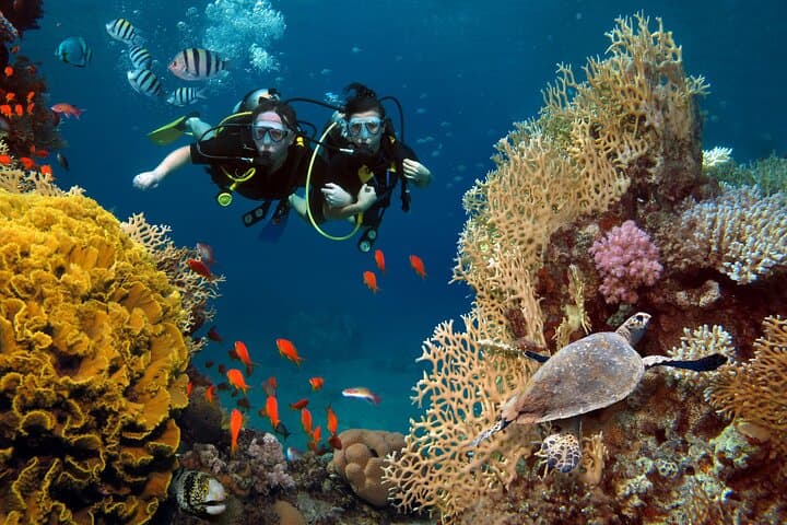 Three Dives in Phi Phi Islands: Certified Diver Day Trip from Phuket photo 2