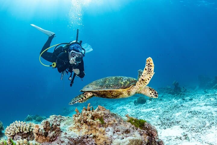 Three Dives in Phi Phi Islands: Certified Diver Day Trip from Phuket photo 4