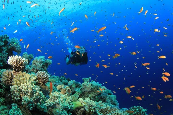 Three Dives in Phi Phi Islands: Certified Diver Day Trip from Phuket photo 5