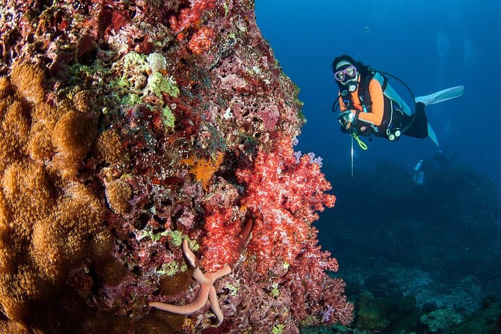 Three Dives in Phi Phi Islands: Certified Diver Day Trip from Phuket photo 6