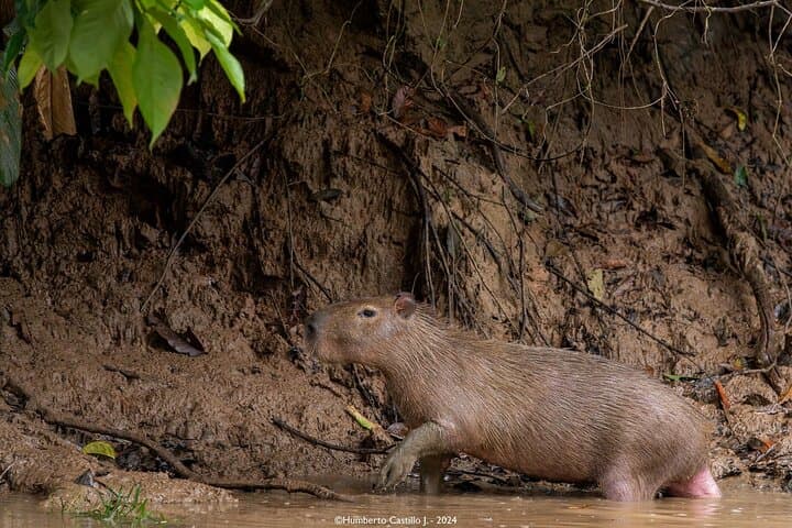 4-Day Ecuador Adventure: Quito, Amazon, Baños & Cotopaxi Volcano Expedition photo 6