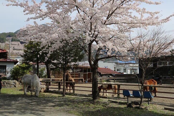 Yabusame Horseback Archery with Mt Fuji Views — Fujiyoshida Experience photo 3