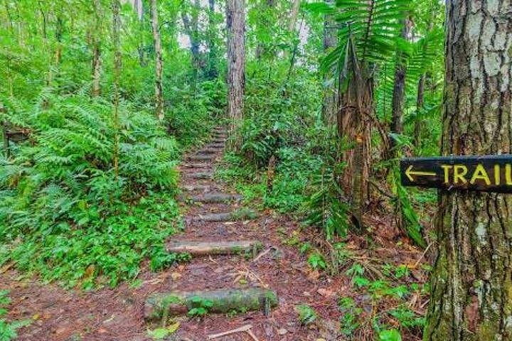 Mesopotamia Valley to Buccament Beach: Guided Nature Trail Near Kingstown photo 5