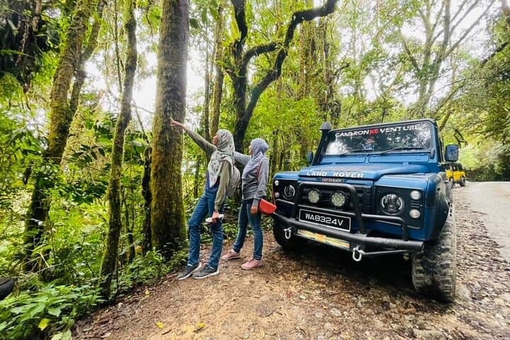 Mossy Forest Walk and BOH Tea Estate: Full-Day Cameron Highlands Tour
