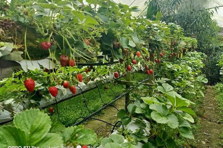 Mossy Forest Walk and BOH Tea Estate: Full-Day Cameron Highlands Tour photo 4