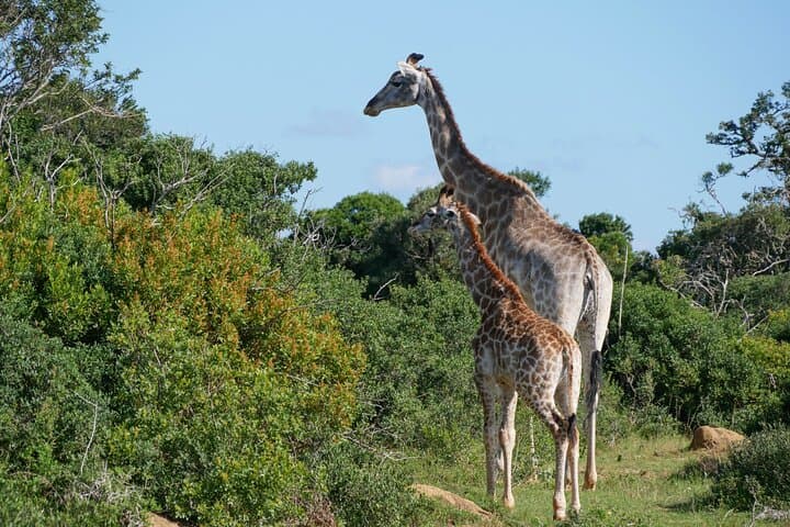 Luxury Kruger Safari: 6-Day Big Five & Panorama Route Experience photo 2