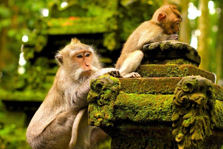 Ubud Full-Day: Monkey Forest, Tegalalang Rice Terraces & Sacred Temples photo 2