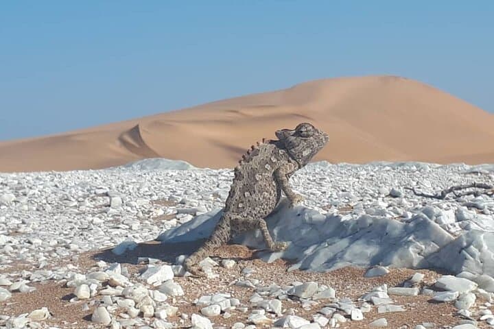 Living Desert Hike Near Swakopmund: Namib Desert Walk
