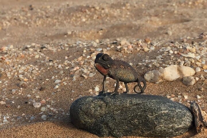 Living Desert Hike Near Swakopmund: Namib Desert Walk photo 3