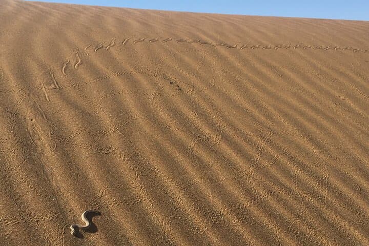 Living Desert Hike Near Swakopmund: Namib Desert Walk photo 5