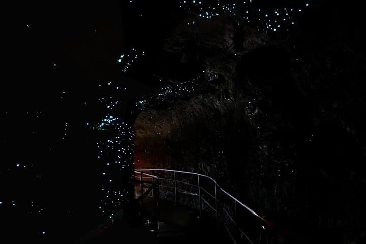 Hop-On Hop-Off Tamborine Mountain: Rainforest Skywalk & Glow Worm Caves photo 2