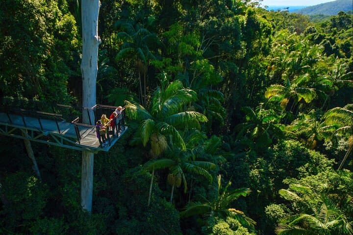 Hop-On Hop-Off Tamborine Mountain: Rainforest Skywalk & Glow Worm Caves photo 1