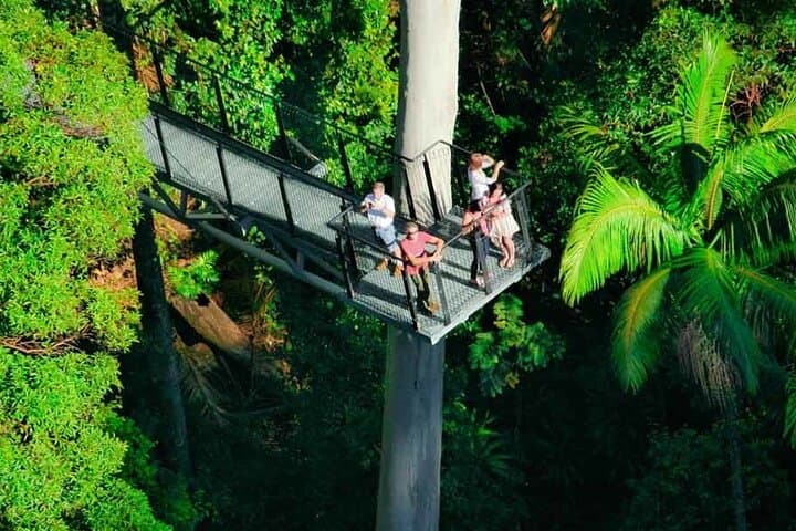 Hop-On Hop-Off Tamborine Mountain: Rainforest Skywalk & Glow Worm Caves photo 4