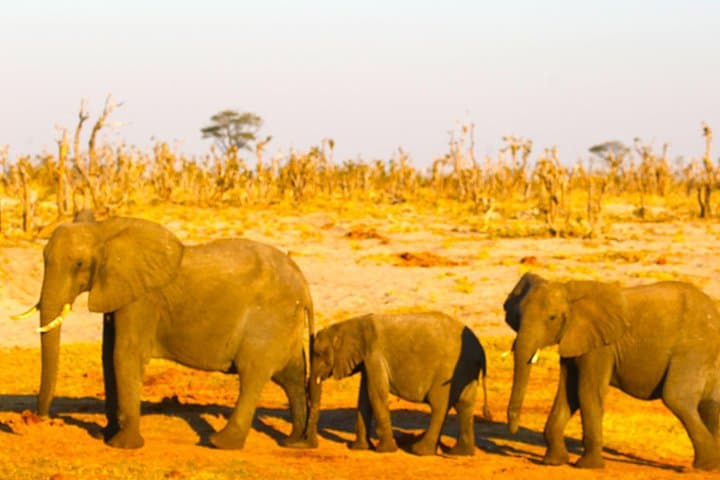 8-Day Victoria Falls, Chobe & Okavango Safari: Boat, Walks, Helicopter & Desert Pans photo 2