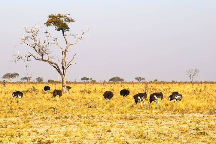 8-Day Victoria Falls, Chobe & Okavango Delta Safari: Falls, Elephants & Mokoro photo 4