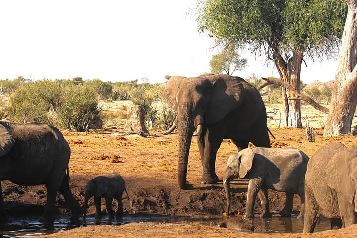 8-Day Victoria Falls, Chobe & Okavango Safari: Boat, Walks, Helicopter & Desert Pans photo 4