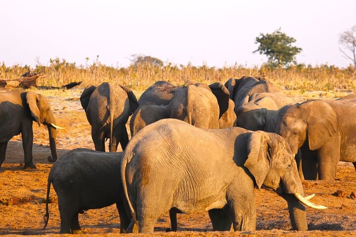 8-Day Victoria Falls, Chobe & Okavango Delta Safari: Falls, Elephants & Mokoro photo 6