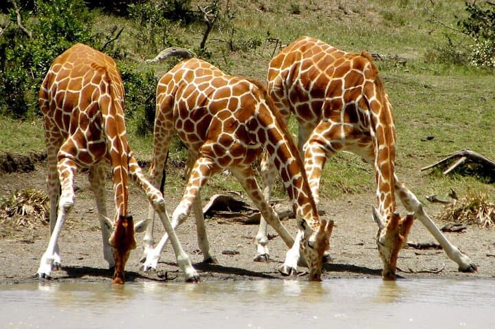Private 4-Day Luxury Safari: Ol Pejeta and Samburu Wildlife Experience photo 3