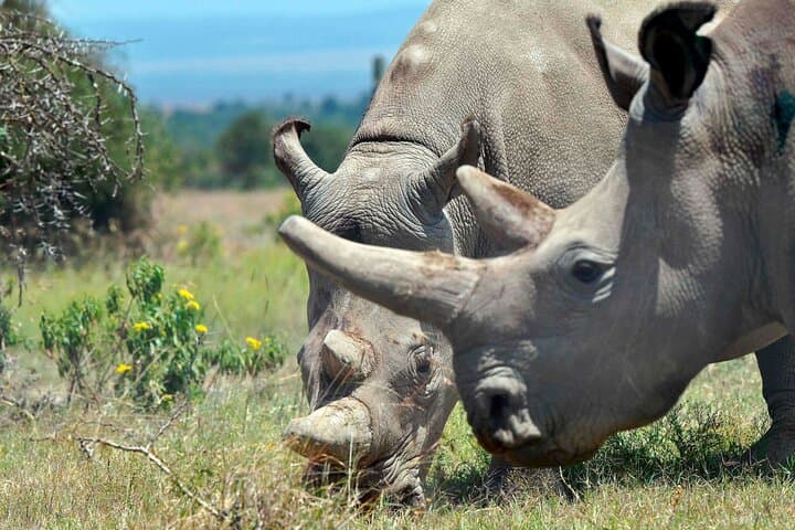 Private 4-Day Luxury Safari: Ol Pejeta and Samburu Wildlife Experience