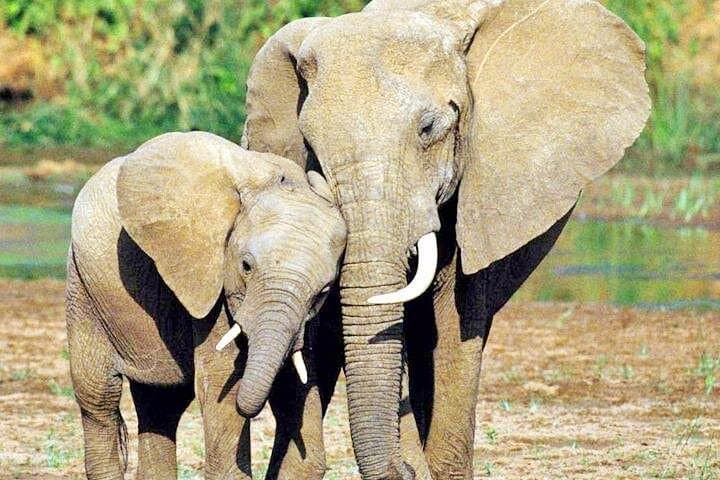 Private 4-Day Luxury Safari: Ol Pejeta and Samburu Wildlife Experience photo 4