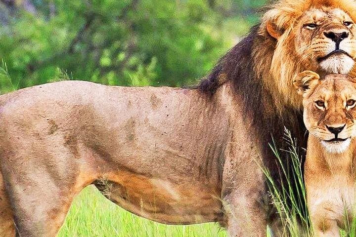 Private 4-Day Luxury Safari: Ol Pejeta and Samburu Wildlife Experience photo 2