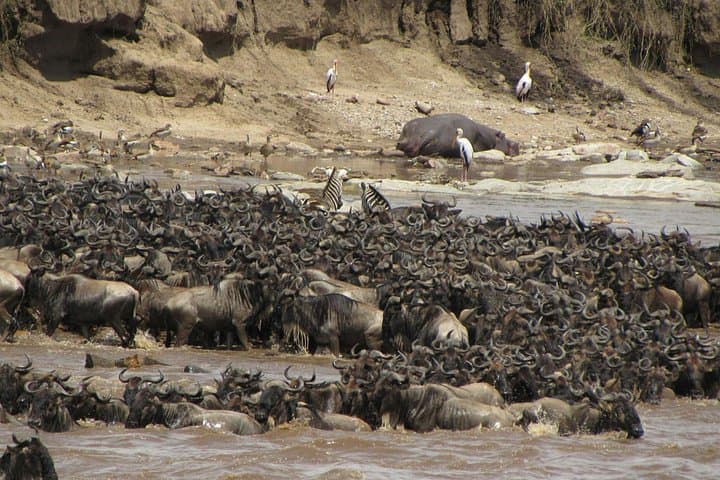 3-Day Serengeti and Ngorongoro Safari Adventure: Big Five & Great Migration photo 4