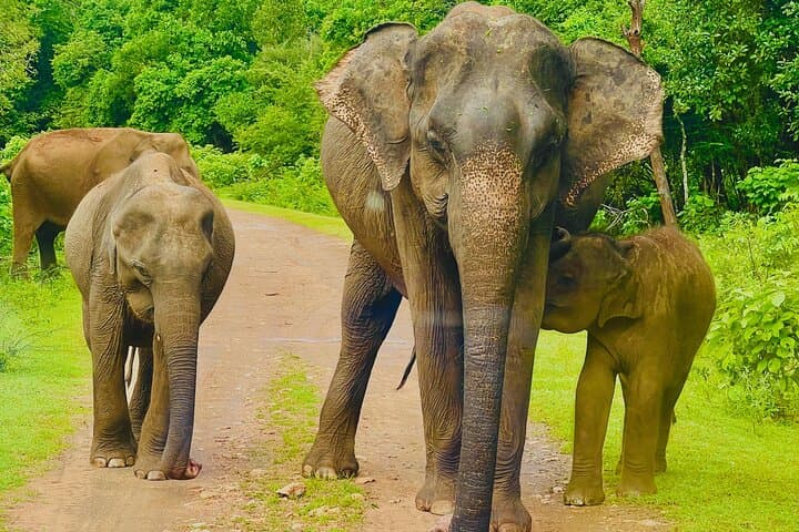 Udawalawe Wild Life Safari: Private Elephant Encounters & Transit Home Visit