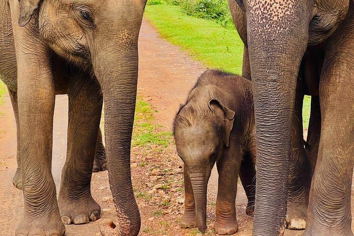 Udawalawe Wild Life Safari: Private Elephant Encounters & Transit Home Visit photo 4