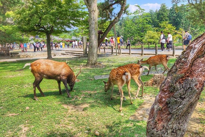 Nara Day Trip from Kyoto: Todaiji, Kasuga Taisha & Free‑Roaming Deer