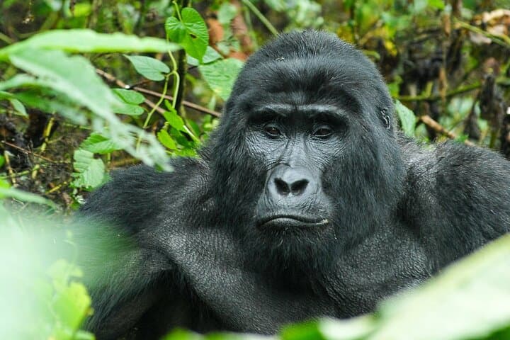 3-Day Bwindi Gorilla Trekking Safari — Mountain Gorillas in Uganda photo 3