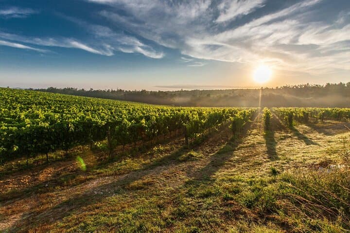 Crama Rasova Winery Wine Tasting & Danube Views from Vifor Hill photo 2
