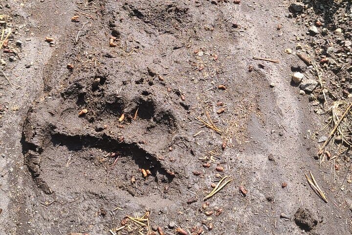 Day Hike from Gardiner: Guided Wilderness Walk in Yellowstone photo 2
