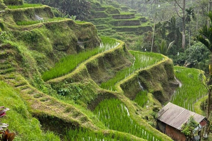 Ubud Full-Day Private Cultural Tour: Temples, Rice Terraces & Monkey Forest photo 2