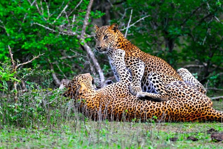Yala National Park Safari Tours: Half-Day & Full-Day Wildlife Safaris photo 1