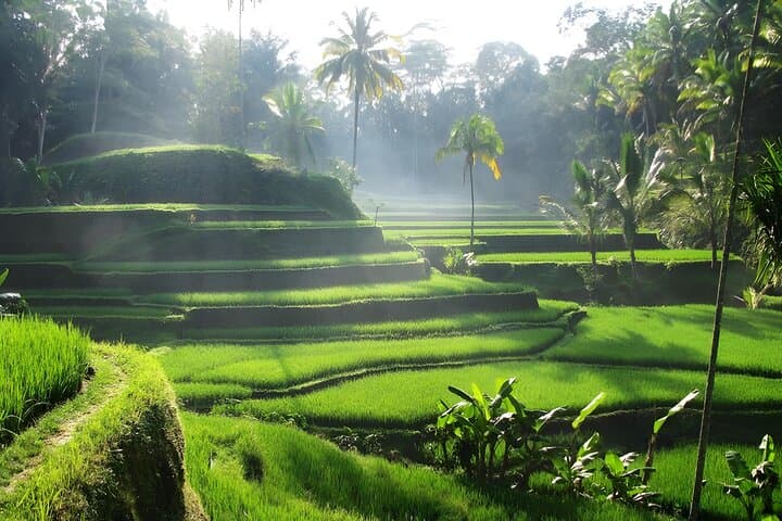Ubud Waterfalls Water Temple Rice Terraces Private Tour — Full-Day Cultural & Nature Excursion photo 4