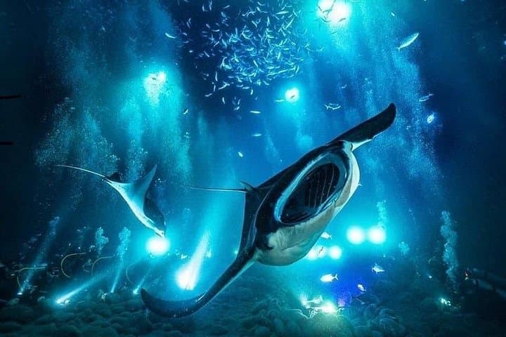 Kona Town Manta Sunset Snorkel — Night Snorkel with Giant Manta Rays photo 1