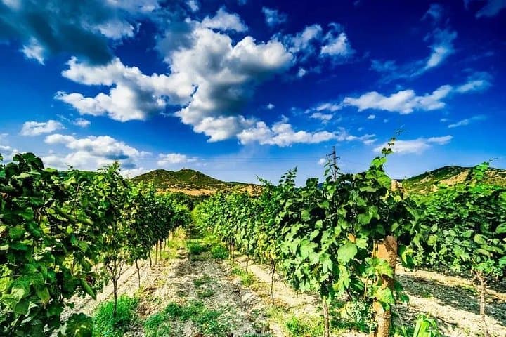 Full-Day Kakheti Wine Tour from Tbilisi: Sighnaghi, Bodbe & Winery Visit photo 2