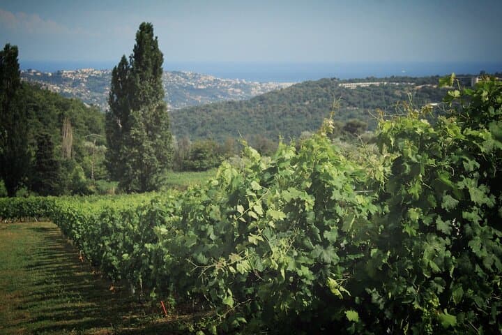 Day Trip: Grasse, Gourdon & Provencal Wine Tasting from Nice photo 2