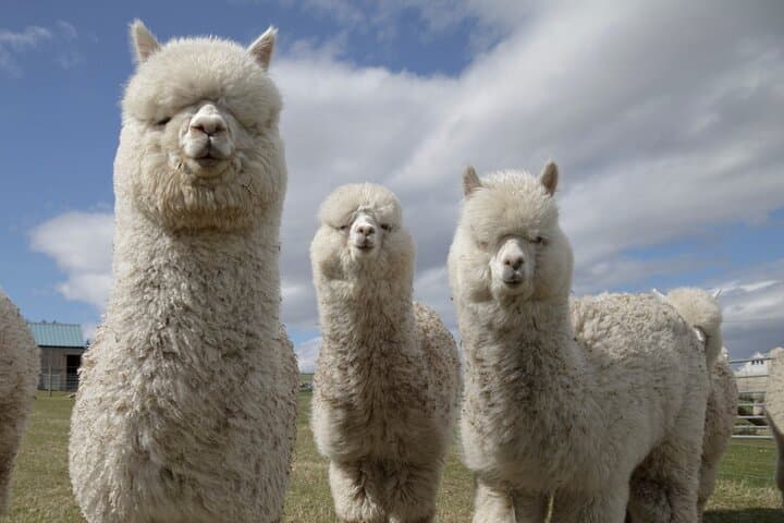 Private Highland Cows, Alpaca Walks & Scottish Wildlife Day Tour from Glasgow photo 4