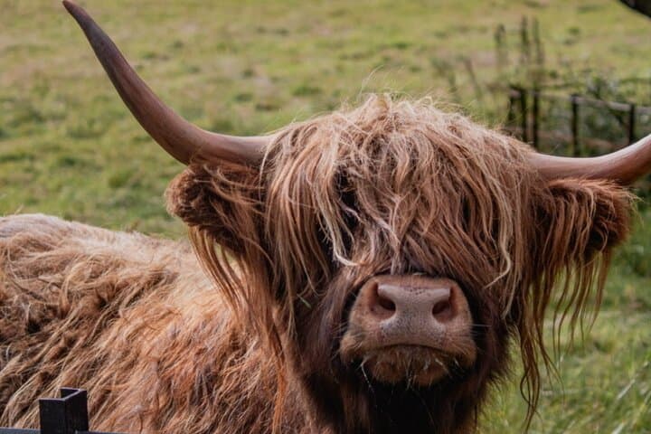 Private Highland Cows, Alpaca Walks & Scottish Wildlife Day Tour from Glasgow photo 3