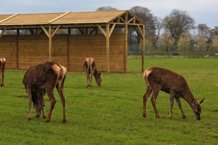 Private Highland Cows, Alpaca Walks & Scottish Wildlife Day Tour from Glasgow photo 5