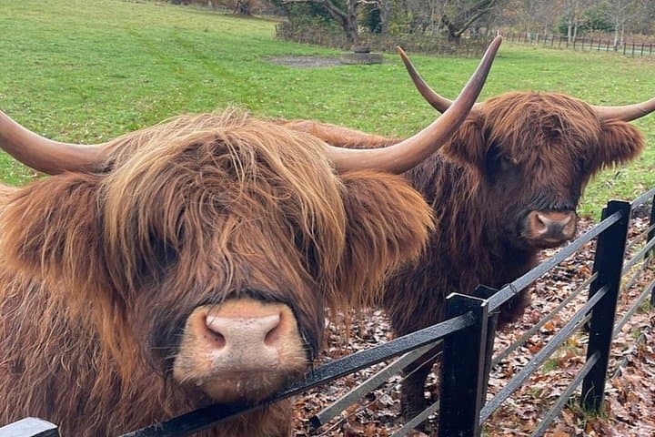 Private Highland Cows, Alpaca Walk & Scottish Wildlife Day Tour from Edinburgh photo 5