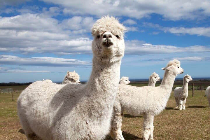Private Highland Cows, Alpaca Walks & Scottish Wildlife Day Tour from Glasgow