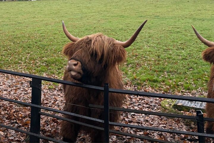 Private Highland Cows, Alpaca Walks & Scottish Wildlife Day Tour from Glasgow photo 6