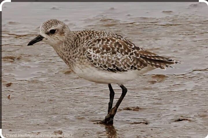 Birdwatching at Geelbek Hide — West Coast National Park Guided Tour photo 5